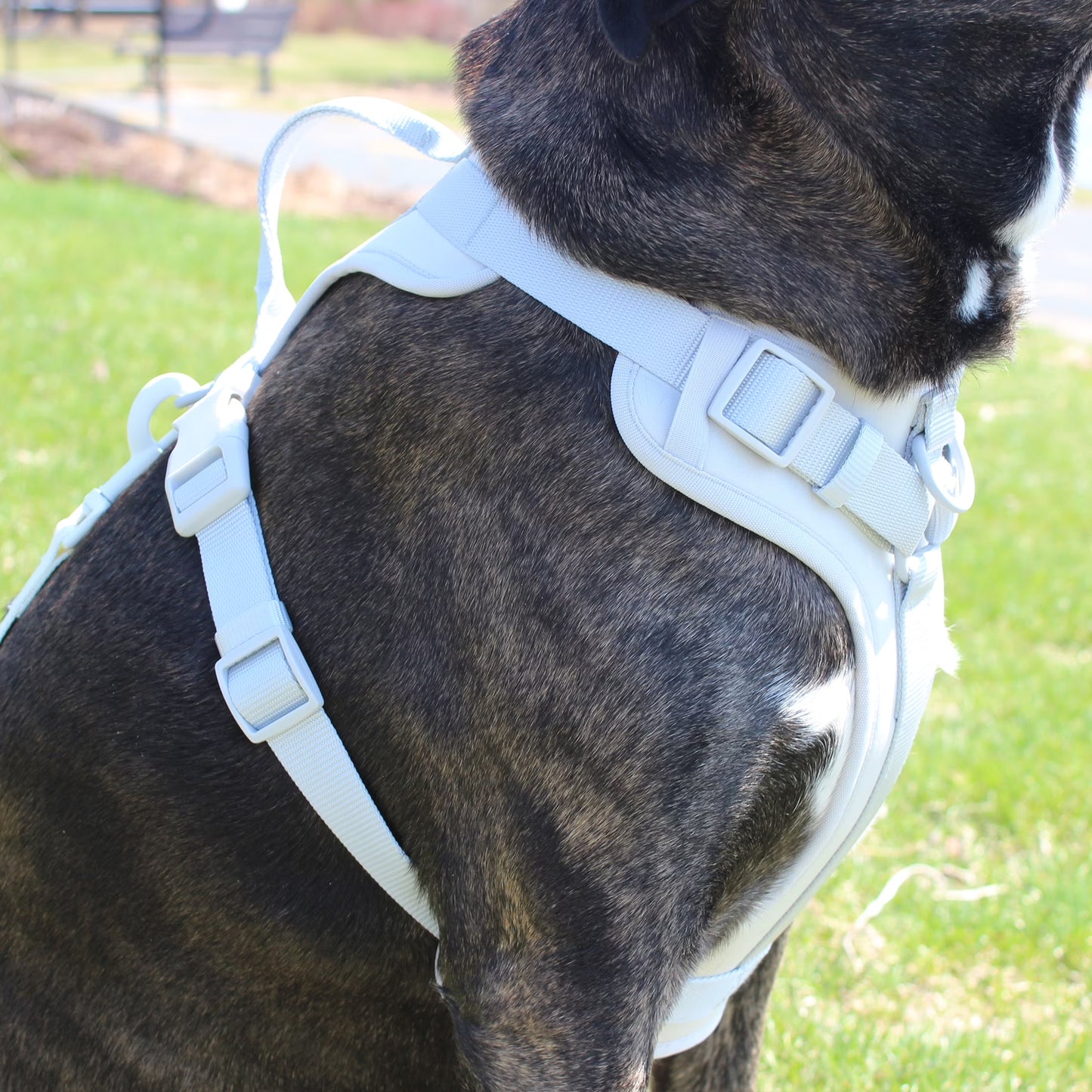 Neoprene Comfort Control Monochrome Harness, Gray, Extra Small