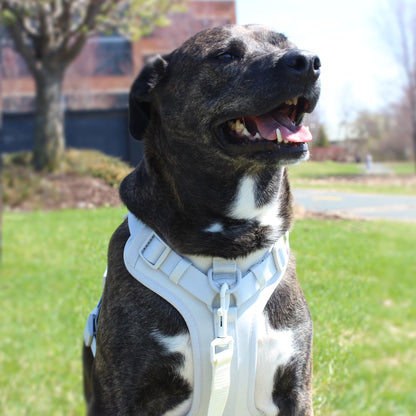 Neoprene Comfort Control Monochrome Harness, Gray, Extra Small